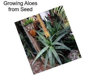 Growing Aloes from Seed
