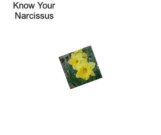 Know Your Narcissus