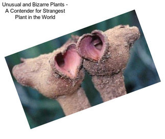 Unusual and Bizarre Plants - A Contender for Strangest Plant in the World