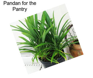 Pandan for the Pantry