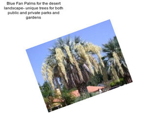 Blue Fan Palms for the desert landscape- unique trees for both public and private parks and gardens