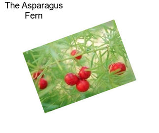 The Asparagus Fern