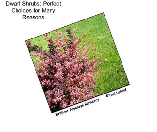 Dwarf Shrubs: Perfect Choices for Many Reasons