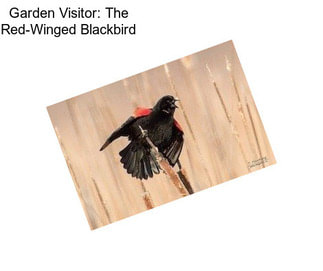 Garden Visitor: The Red-Winged Blackbird