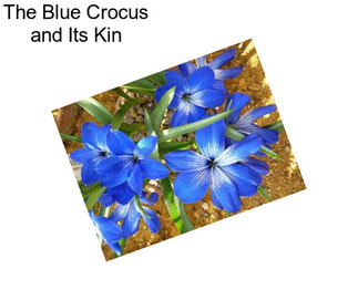 The Blue Crocus and Its Kin