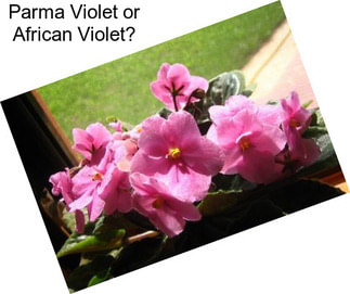 Parma Violet or African Violet?