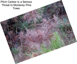 Pitch Canker is a Serious Threat to Monterey Pine Trees