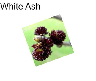 White Ash