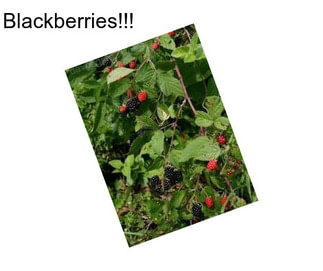 Blackberries!!!