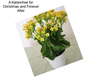 A Kalanchoe for Christmas and Forever After