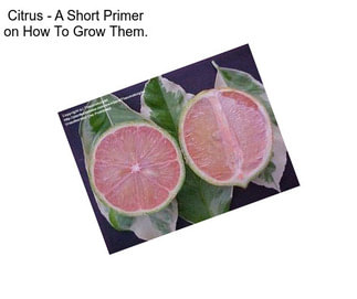 Citrus - A Short Primer on How To Grow Them.