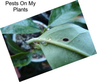 Pests On My Plants