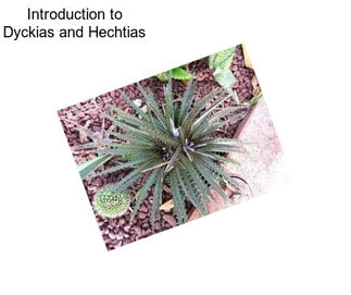 Introduction to Dyckias and Hechtias