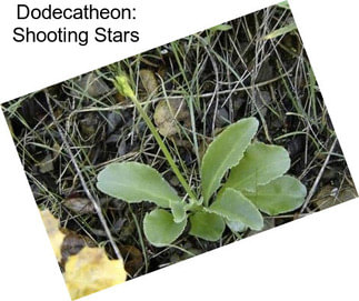 Dodecatheon: Shooting Stars