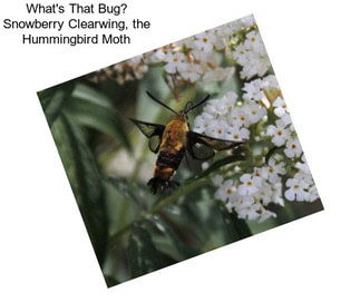 What\'s That Bug? Snowberry Clearwing, the Hummingbird Moth