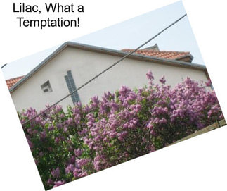Lilac, What a Temptation!