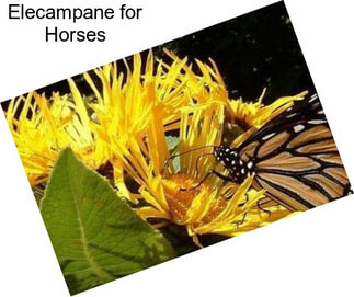 Elecampane for Horses