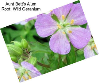 Aunt Bett\'s Alum Root: Wild Geranium