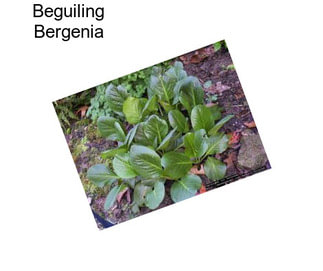 Beguiling Bergenia