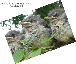 A Bird in the Hand: What to Do If You Find a Baby Bird