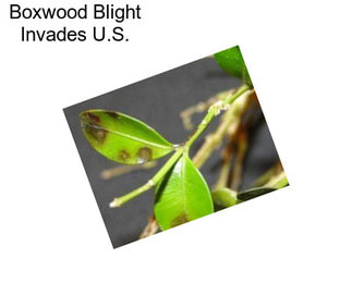 Boxwood Blight Invades U.S.