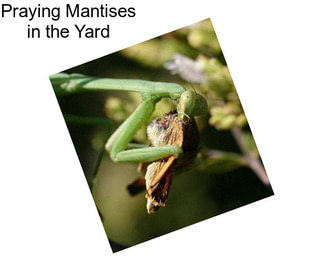 Praying Mantises in the Yard