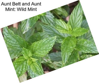 Aunt Bett and Aunt Mint: Wild Mint