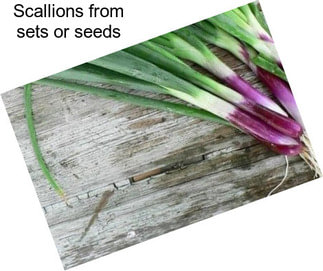 Scallions from sets or seeds