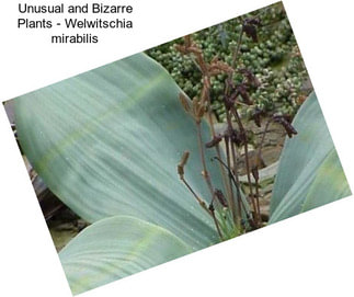 Unusual and Bizarre Plants - Welwitschia mirabilis