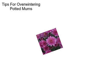 Tips For Overwintering Potted Mums