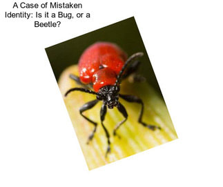 A Case of Mistaken Identity: Is it a Bug, or a Beetle?