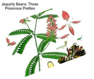 Jequirity Beans: Those Poisonous Pretties