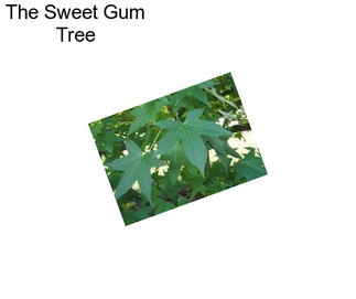 The Sweet Gum Tree