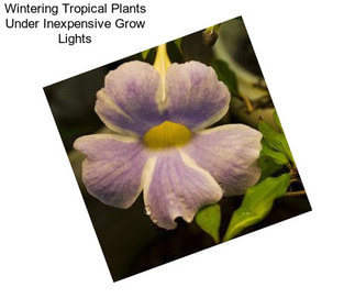 Wintering Tropical Plants Under Inexpensive Grow Lights