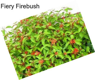 Fiery Firebush