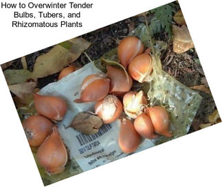 How to Overwinter Tender Bulbs, Tubers, and Rhizomatous Plants