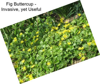 Fig Buttercup - Invasive, yet Useful