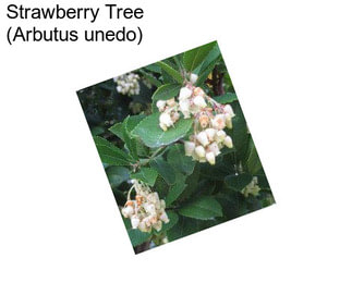 Strawberry Tree (Arbutus unedo)