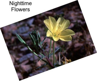 Nighttime Flowers