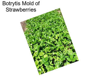 Botrytis Mold of Strawberries