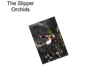 The Slipper Orchids