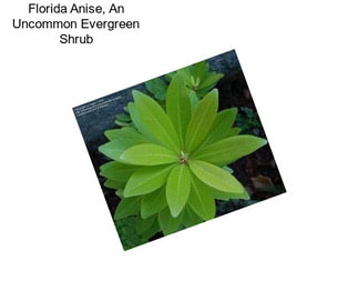 Florida Anise, An Uncommon Evergreen Shrub