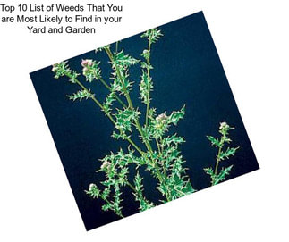 Top 10 List of Weeds That You are Most Likely to Find in your Yard and Garden