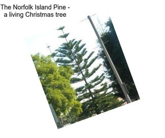 The Norfolk Island Pine - a living Christmas tree