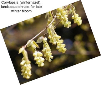 Corylopsis (winterhazel): landscape shrubs for late winter bloom