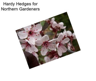 Hardy Hedges for Northern Gardeners