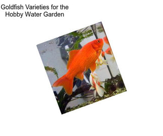 Goldfish Varieties for the Hobby Water Garden