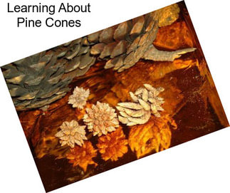 Learning About Pine Cones