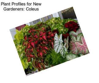 Plant Profiles for New Gardeners: Coleus