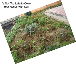 It\'s Not Too Late to Cover Your Roses with Soil